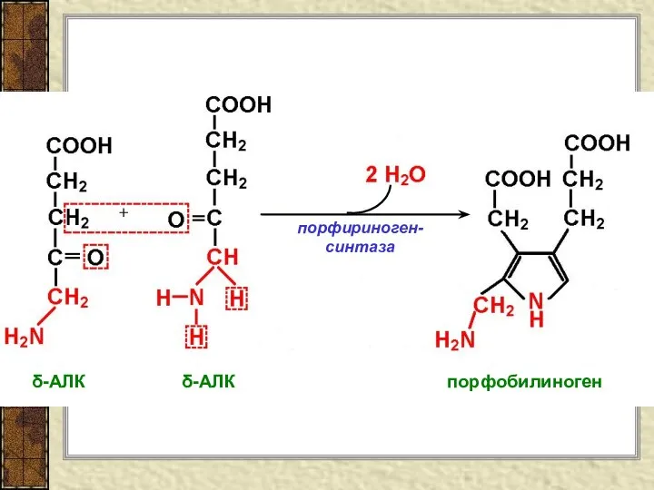 + порфириноген-синтаза δ-АЛК δ-АЛК порфобилиноген