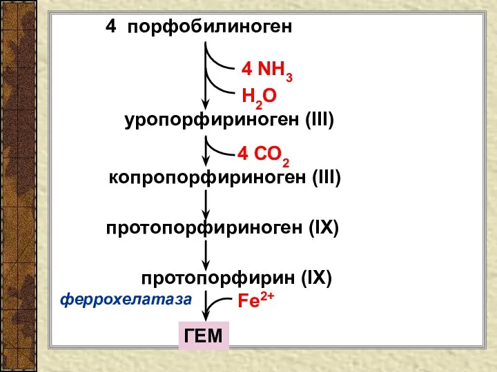 4 порфобилиноген 4 NH3 H2O уропорфириноген (III) копропорфириноген (III) протопорфириноген (IХ)