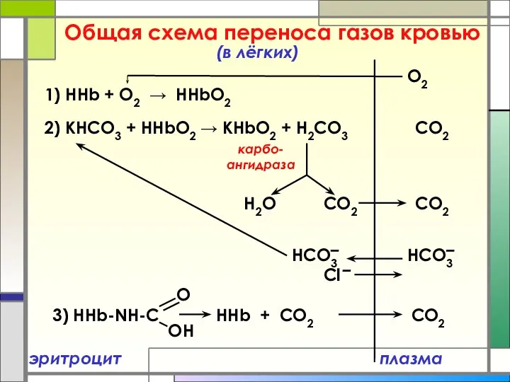Общая схема переноса газов кровью плазма (в лёгких) 1) ННb +