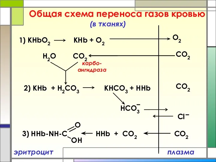 Общая схема переноса газов кровью плазма (в тканях) 1) КHbO2 КНb
