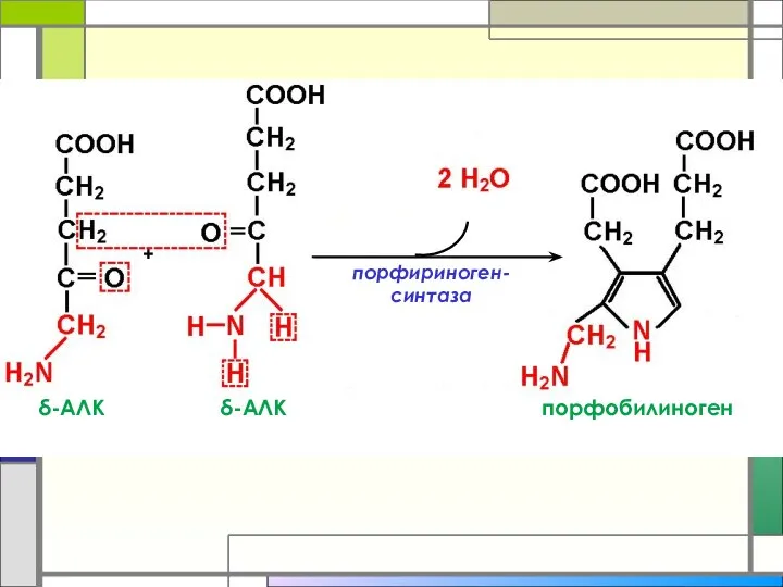 + порфириноген-синтаза δ-АЛК δ-АЛК порфобилиноген