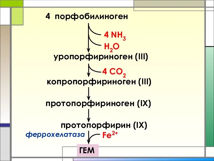 4 порфобилиноген 4 NH3 H2O уропорфириноген (III) копропорфириноген (III) протопорфириноген (IХ)