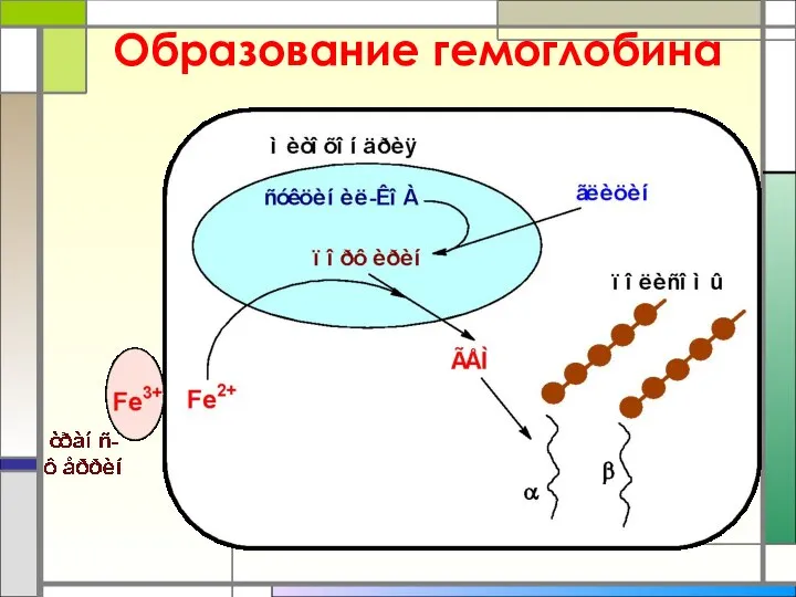 Образование гемоглобина