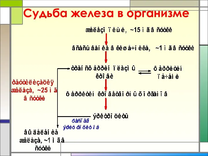 Судьба железа в организме