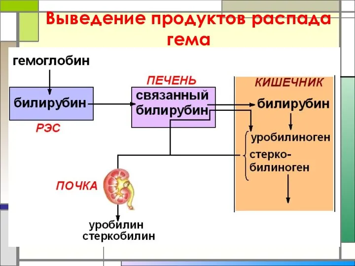 Выведение продуктов распада гема