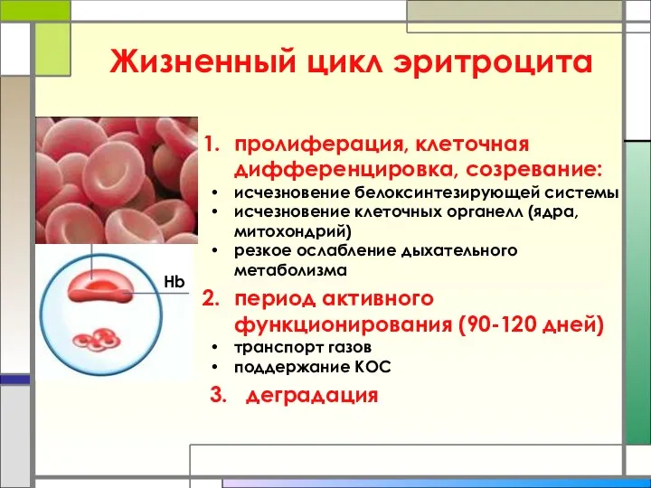 Жизненный цикл эритроцита пролиферация, клеточная дифференцировка, созревание: исчезновение белоксинтезирующей системы исчезновение