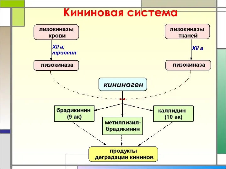 Кининовая система