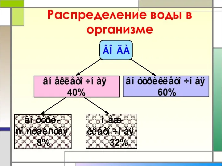 Распределение воды в организме