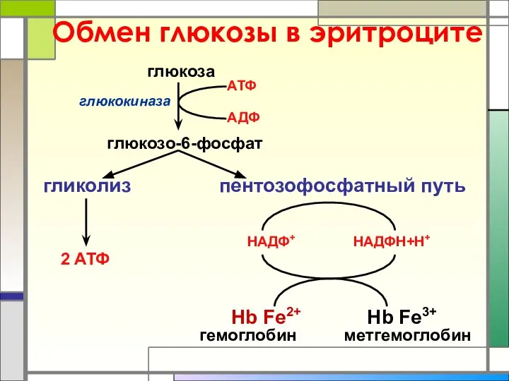 Обмен глюкозы в эритроците глюкоза глюкозо-6-фосфат гликолиз пентозофосфатный путь АТФ АДФ