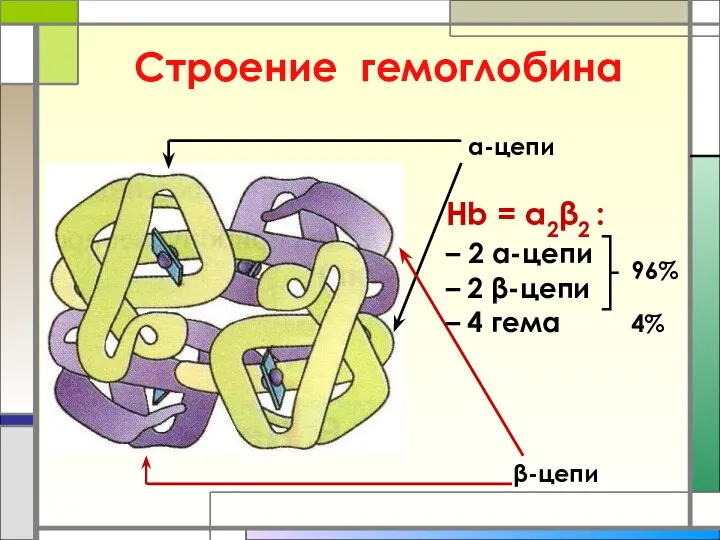 Строение гемоглобина α-цепи β-цепи Hb = α2β2 : – 2 α-цепи