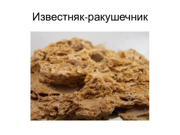 Известняк-ракушечник