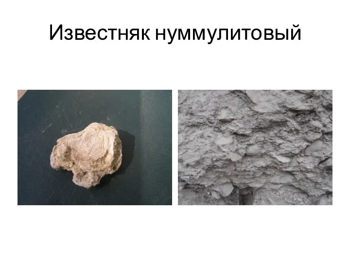 Известняк нуммулитовый