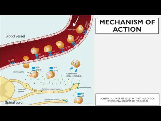 SCHEMATIC DIAGRAM ILLUSTRATING THE ROLE OF OPIOIDS IN ANALGESIA OF PERIPHERAL MECHANISM OF ACTION