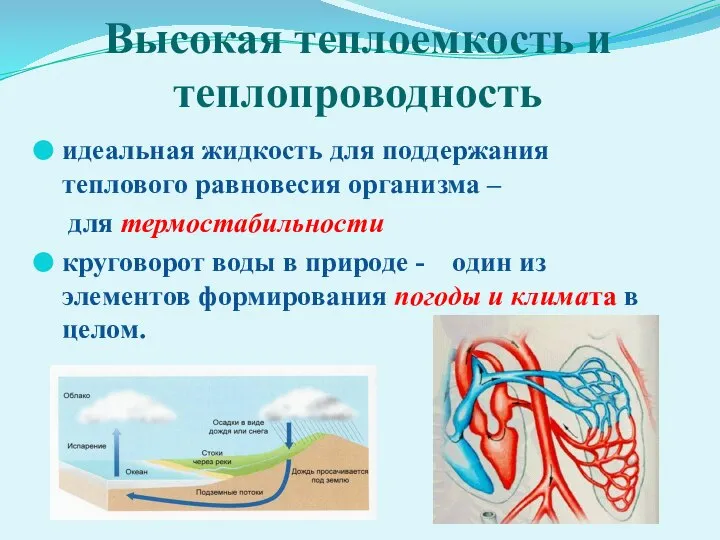 Высокая теплоемкость и теплопроводность идеальная жидкость для поддержания теплового равновесия организма