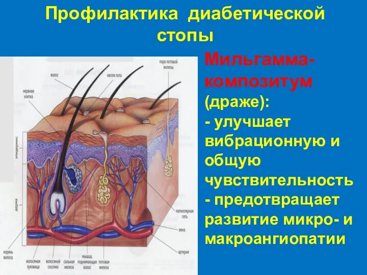 Профилактика диабетической стопы Мильгамма-композитум (драже): - улучшает вибрационную и общую чувствительность