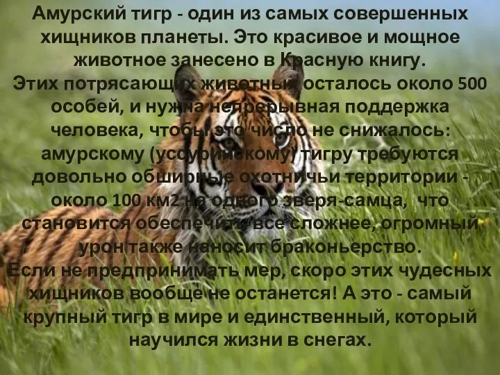 Амурский тигр - один из самых совершенных хищников планеты. Это красивое