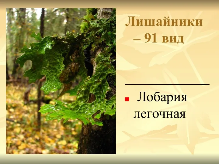 Лишайники – 91 вид ____________ Лобария легочная