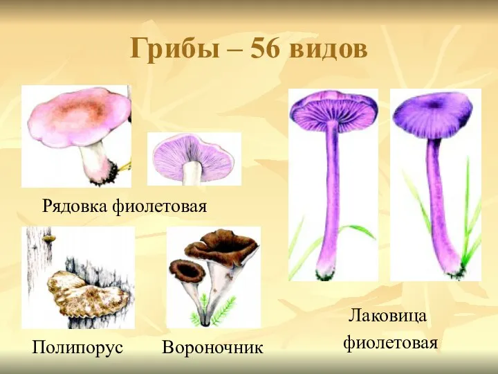 Грибы – 56 видов Лаковица фиолетовая Полипорус Вороночник Рядовка фиолетовая