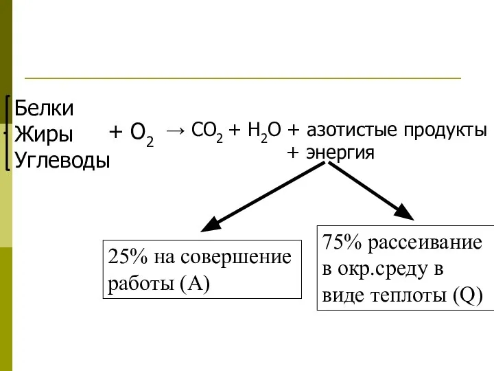 → СО2 + Н2О + азотистые продукты + энергия Белки Жиры