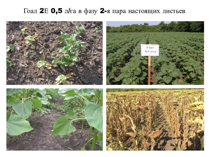 Гоал 2Е 0,5 л/га в фазу 2-я пара настоящих листьев