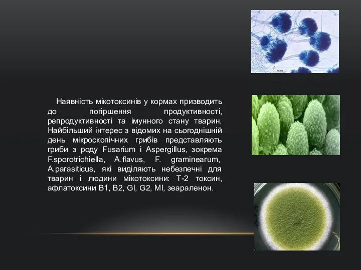 Наявність мікотоксинів у кормах призводить до погіршення продуктивності, репродуктивності та імунного