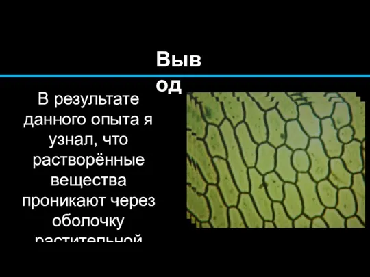 В результате данного опыта я узнал, что растворённые вещества проникают через оболочку растительной клетки. Вывод