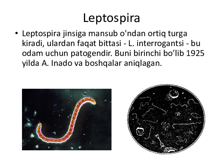 Leptospira Leptospira jinsiga mansub o'ndan ortiq turga kiradi, ulardan faqat bittasi