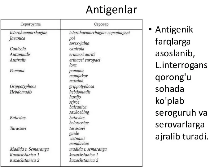 Antigenlar Antigenik farqlarga asoslanib, L.interrogans qorong'u sohada ko'plab seroguruh va serovarlarga ajralib turadi.