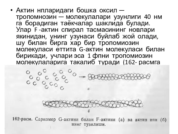 Актин нпларидаги бошка оксил — тропомнозин — молекулалари узунлиги 40 нм