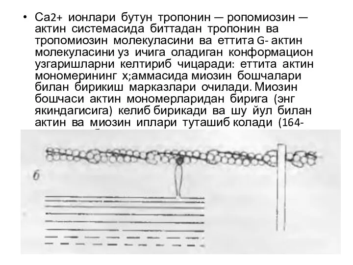 Са2+ ионлари бутун тропонин — ропомиозин — актин системасида биттадан тропонин