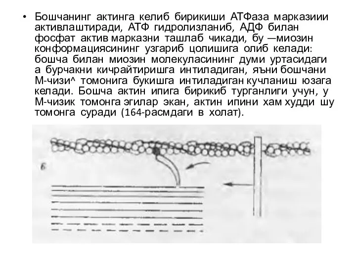 Бошчанинг актинга келиб бирикиши АТФаза марказиии активлаштиради, АТФ гидролизланиб, АДФ билан