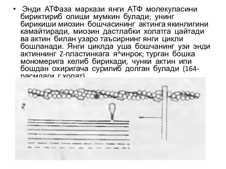 Энди АТФ­аза маркази янги АТФ молекуласини бириктириб олиши мумкин булади; унинг