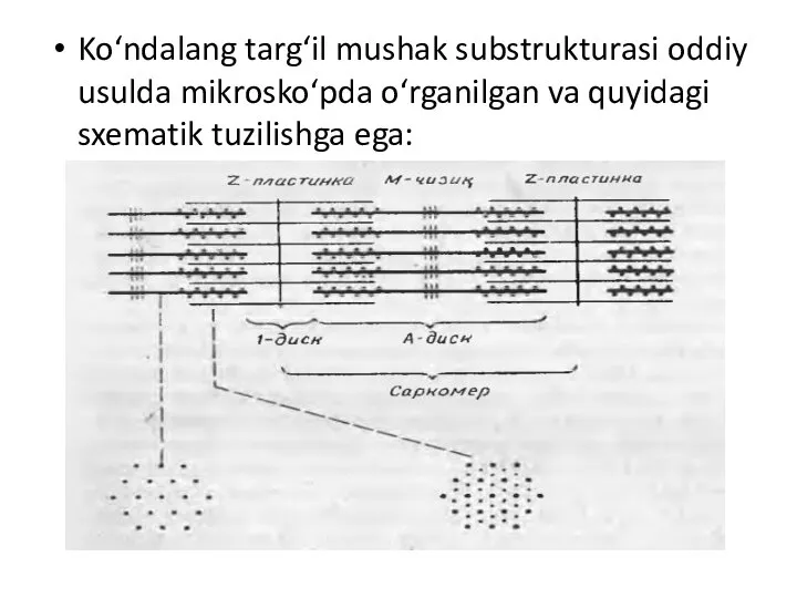 Ko‘ndalang targ‘il mushak substrukturasi oddiy usulda mikrosko‘pda o‘rganilgan va quyidagi sxematik tuzilishga ega: