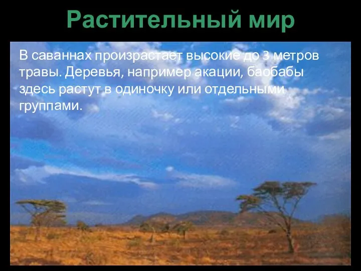 Растительный мир В саваннах произрастает высокие до 3 метров травы. Деревья,