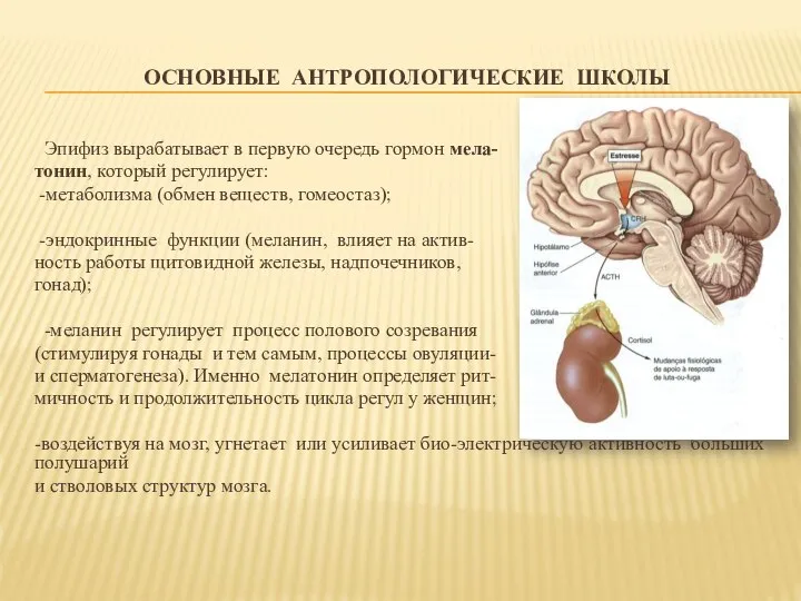 ОСНОВНЫЕ АНТРОПОЛОГИЧЕСКИЕ ШКОЛЫ Эпифиз вырабатывает в первую очередь гормон мела- тонин,