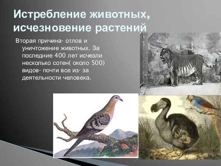 Вторая причина- отлов и уничтожение животных. За последние 400 лет исчезли