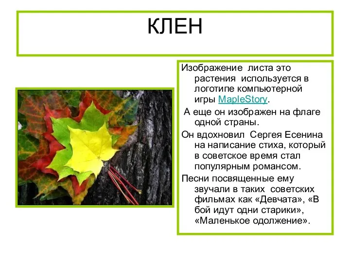 КЛЕН Изображение листа это растения используется в логотипе компьютерной игры MapleStory.