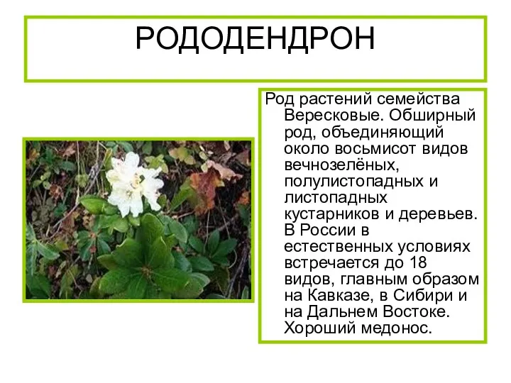 РОДОДЕНДРОН Род растений семейства Вересковые. Обширный род, объединяющий около восьмисот видов