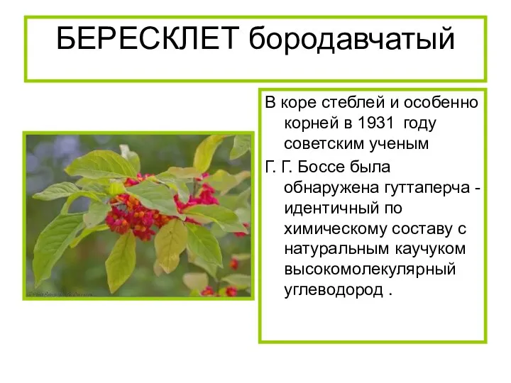 БЕРЕСКЛЕТ бородавчатый В коре стеблей и особенно корней в 1931 году