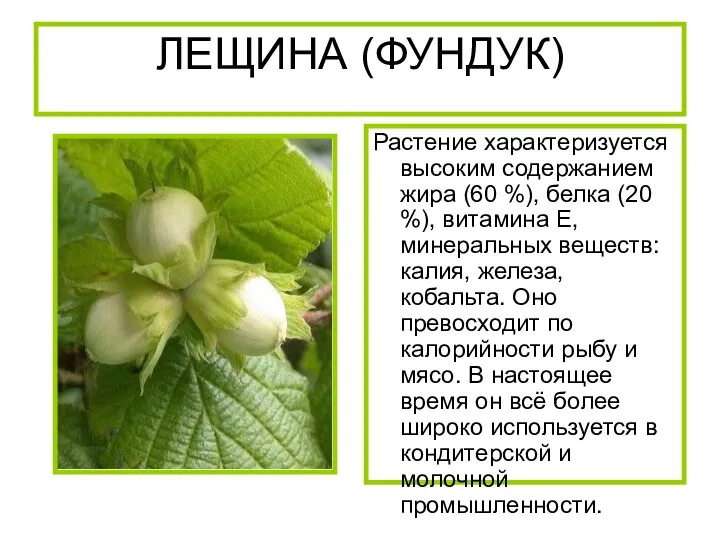 ЛЕЩИНА (ФУНДУК) Растение характеризуется высоким содержанием жира (60 %), белка (20