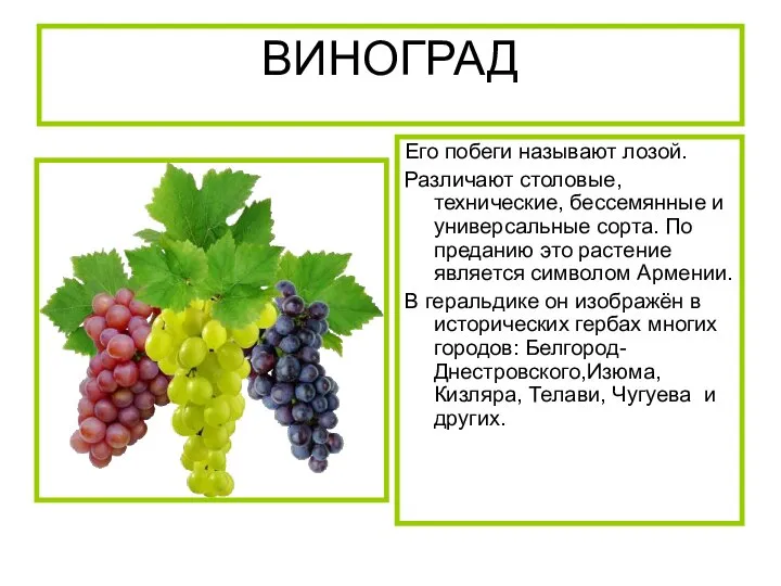 ВИНОГРАД Его побеги называют лозой. Различают столовые, технические, бессемянные и универсальные