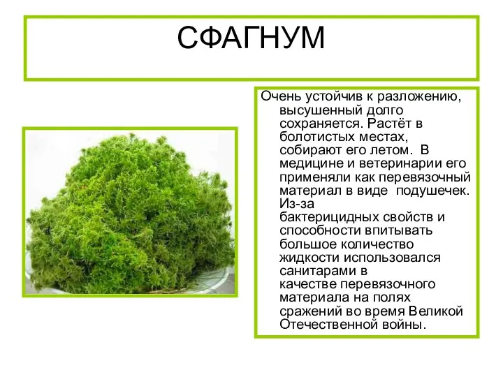 СФАГНУМ Очень устойчив к разложению, высушенный долго сохраняется. Растёт в болотистых