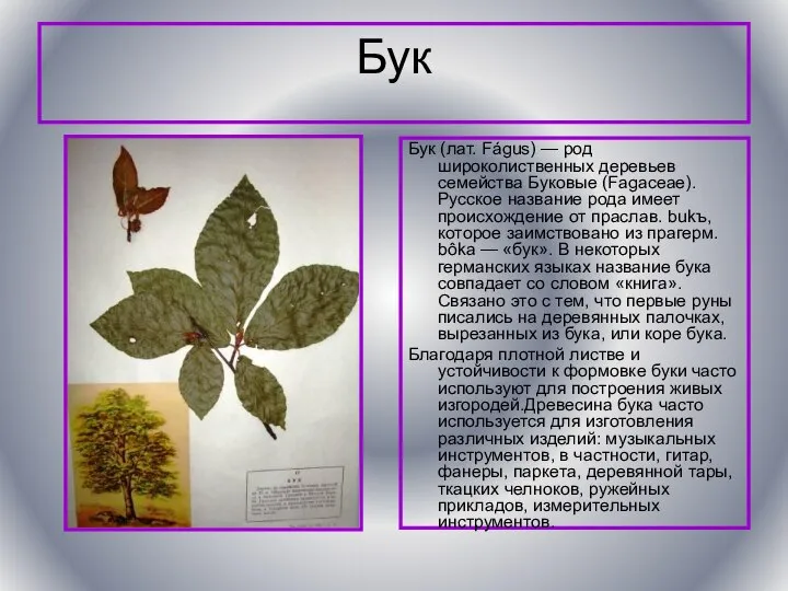 Бук Бук (лат. Fágus) — род широколиственных деревьев семейства Буковые (Fagaceae).