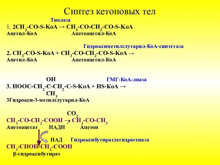 Синтез кетоновых тел Тиолаза 1. 2СН3-CО-S-KoA → СН3-CО-СН2-СО-S-KoA Ацетил-КоА Ацетоацетил-КоА Гидроксиметилглутарил-КоА-синтетаза