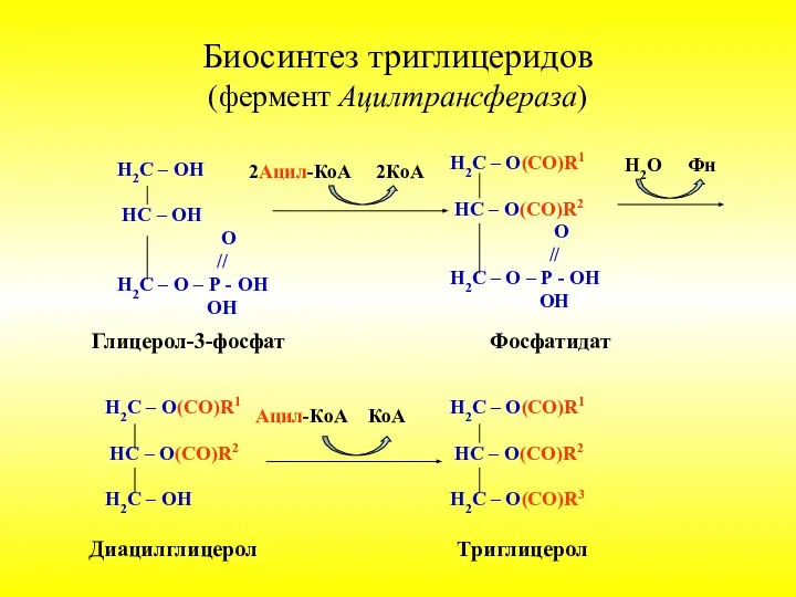 Биосинтез триглицеридов (фермент Ацилтрансфераза) Н2С – ОН НС – ОН О