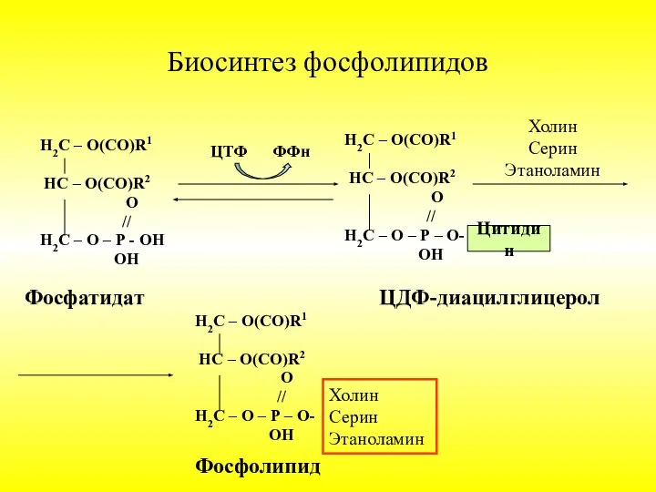 Биосинтез фосфолипидов Н2С – О(СО)R1 НС – О(СО)R2 О // Н2С