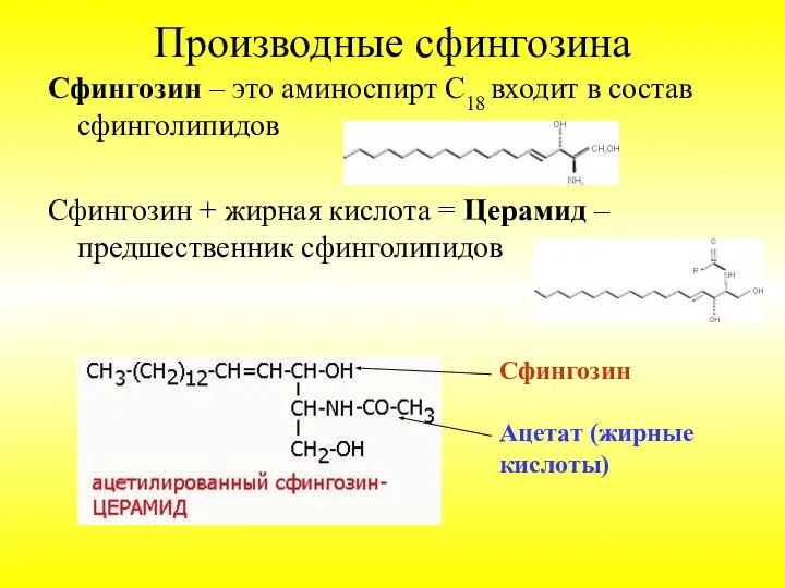 Производные сфингозина Сфингозин – это аминоспирт С18 входит в состав сфинголипидов