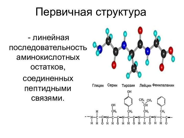 Первичная структура линейная последовательность аминокислотных остатков, соединенных пептидными связями.