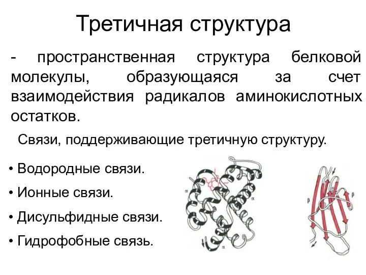 Третичная структура - пространственная структура белковой молекулы, образующаяся за счет взаимодействия