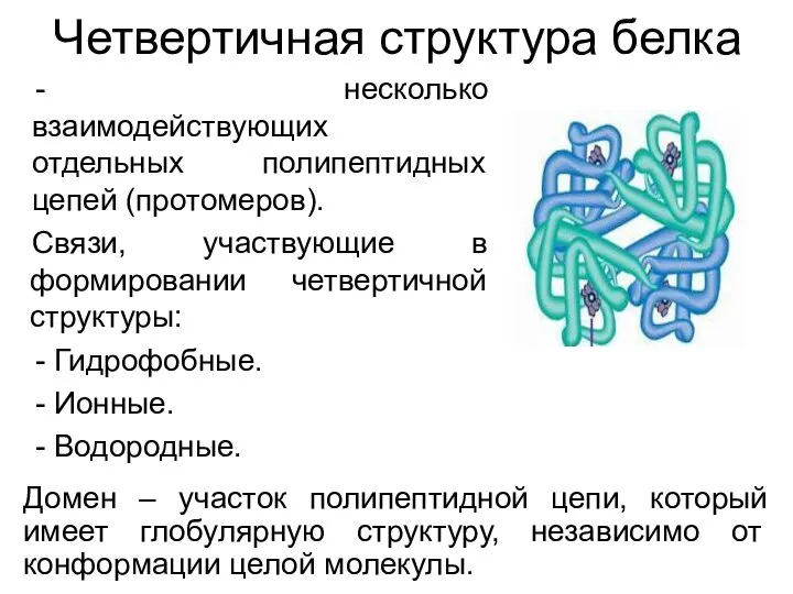 Четвертичная структура белка несколько взаимодействующих отдельных полипептидных цепей (протомеров). Связи, участвующие